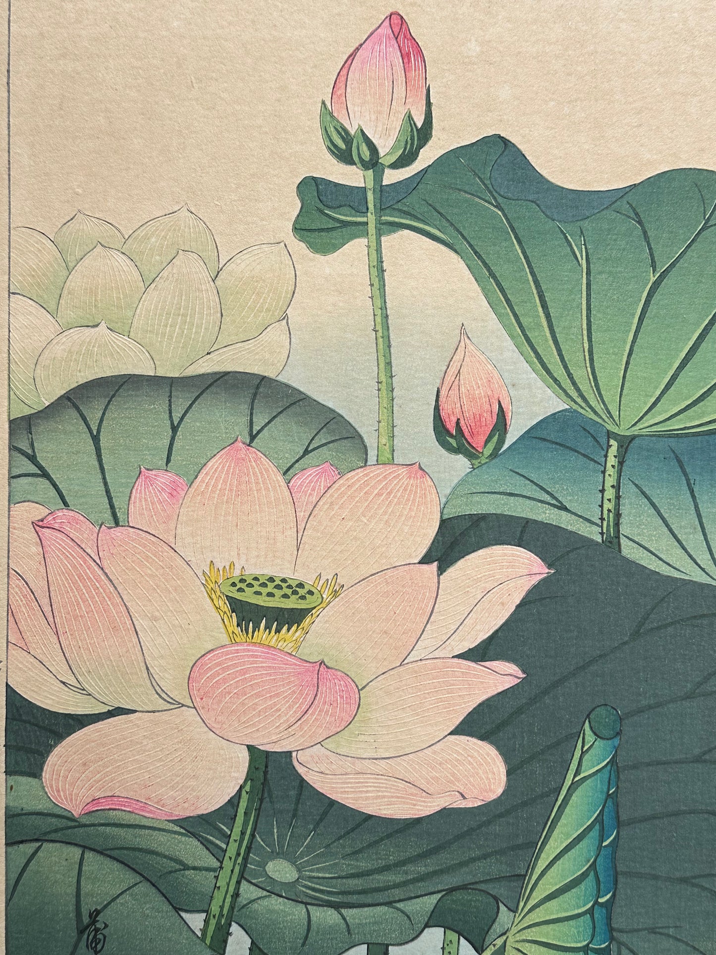 Original Nishimura Hodo Woodblock Print Pink "Lotus Flowers" 1938