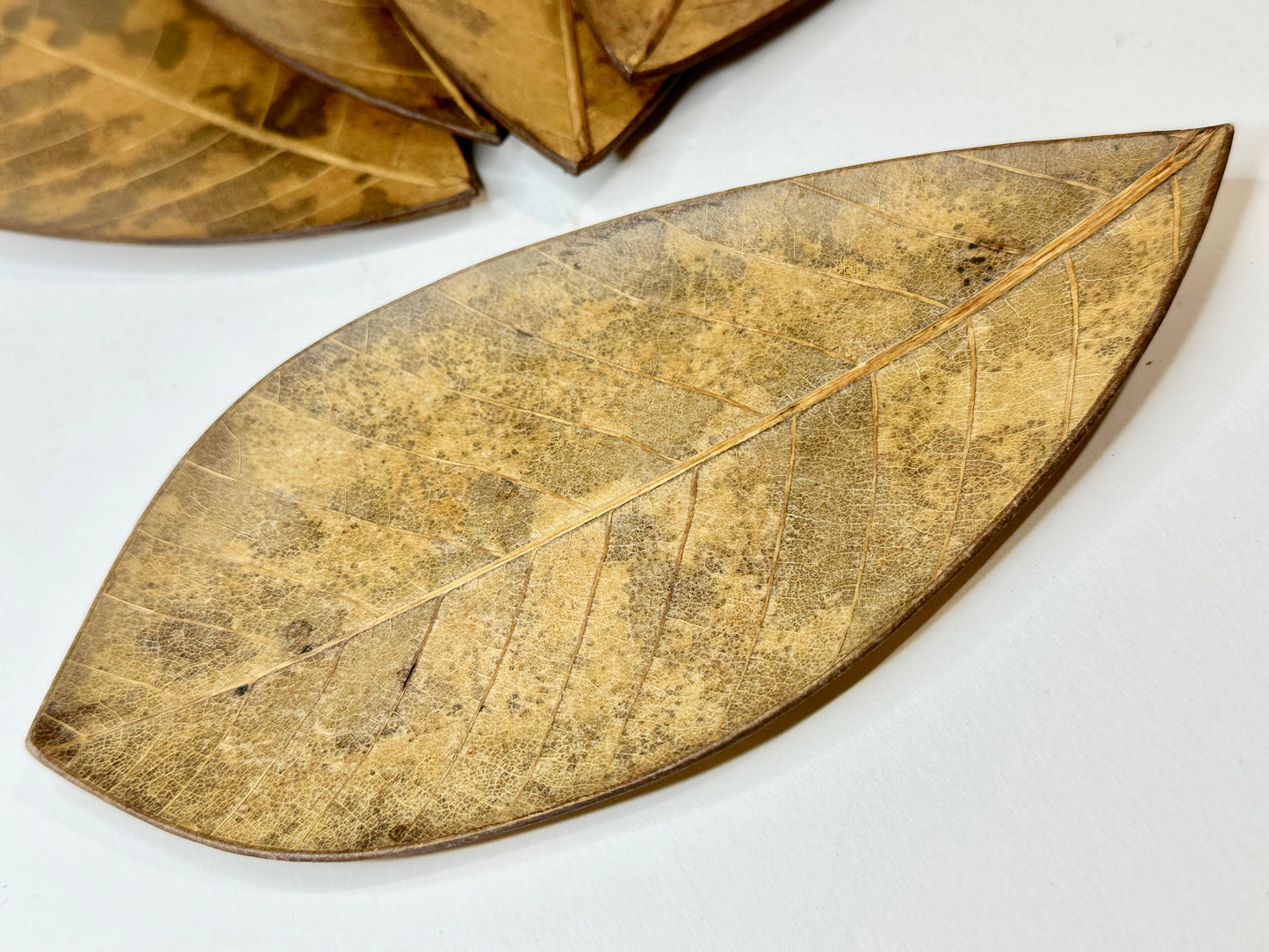 Vintage Japanese Set of 5 Plates Kashizara Sushi Dish Magnolia Leaf 7"