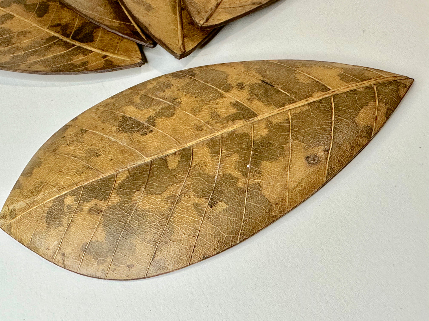 Vintage Japanese Set of 5 Plates Kashizara Sushi Dish Magnolia Leaf 7"