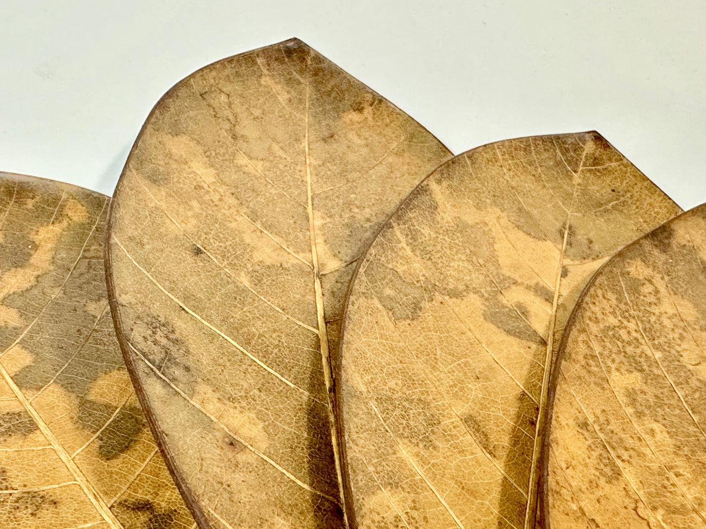 Vintage Japanese Set of 5 Plates Kashizara Sushi Dish Magnolia Leaf 7"