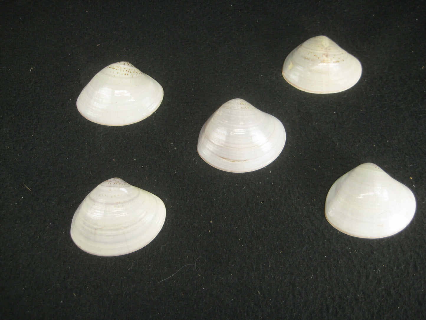 Japanese Kai-Awase Shell Game Set 5 Painted w/ Shochikubai Gold Clamshell