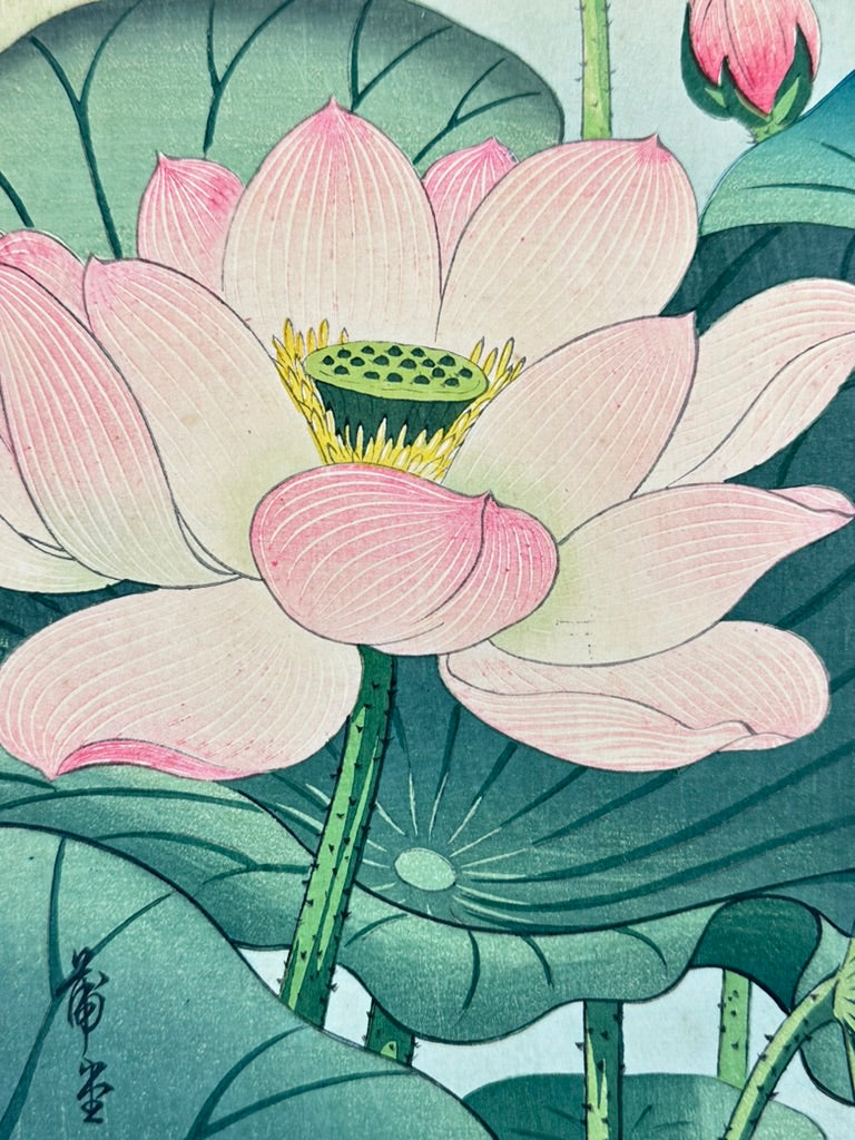 Original Nishimura Hodo Woodblock Print Pink "Lotus Flowers" 1938 11x16"