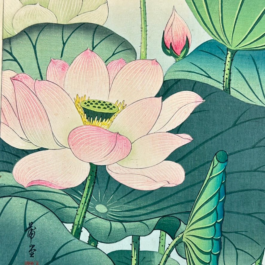 Original Nishimura Hodo Woodblock Print Pink "Lotus Flowers" 1938 11x16"