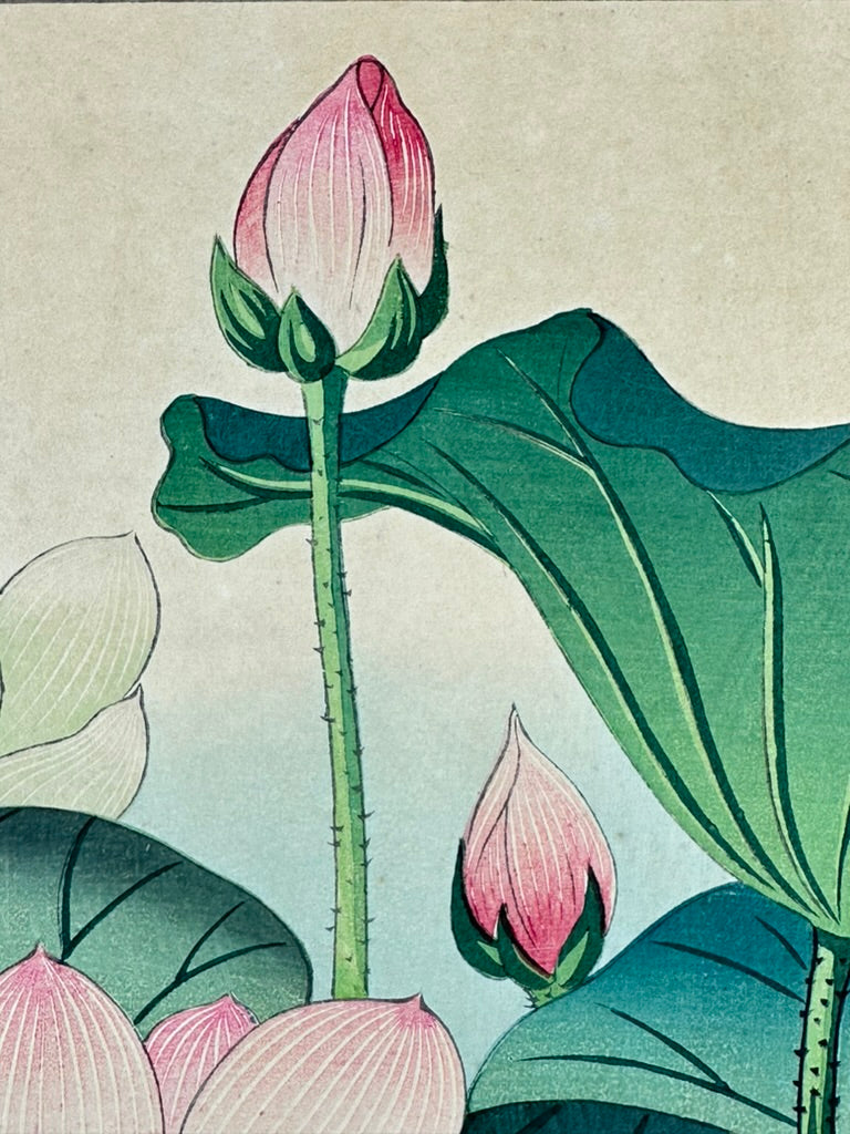 Original Nishimura Hodo Woodblock Print Pink "Lotus Flowers" 1938 11x16"