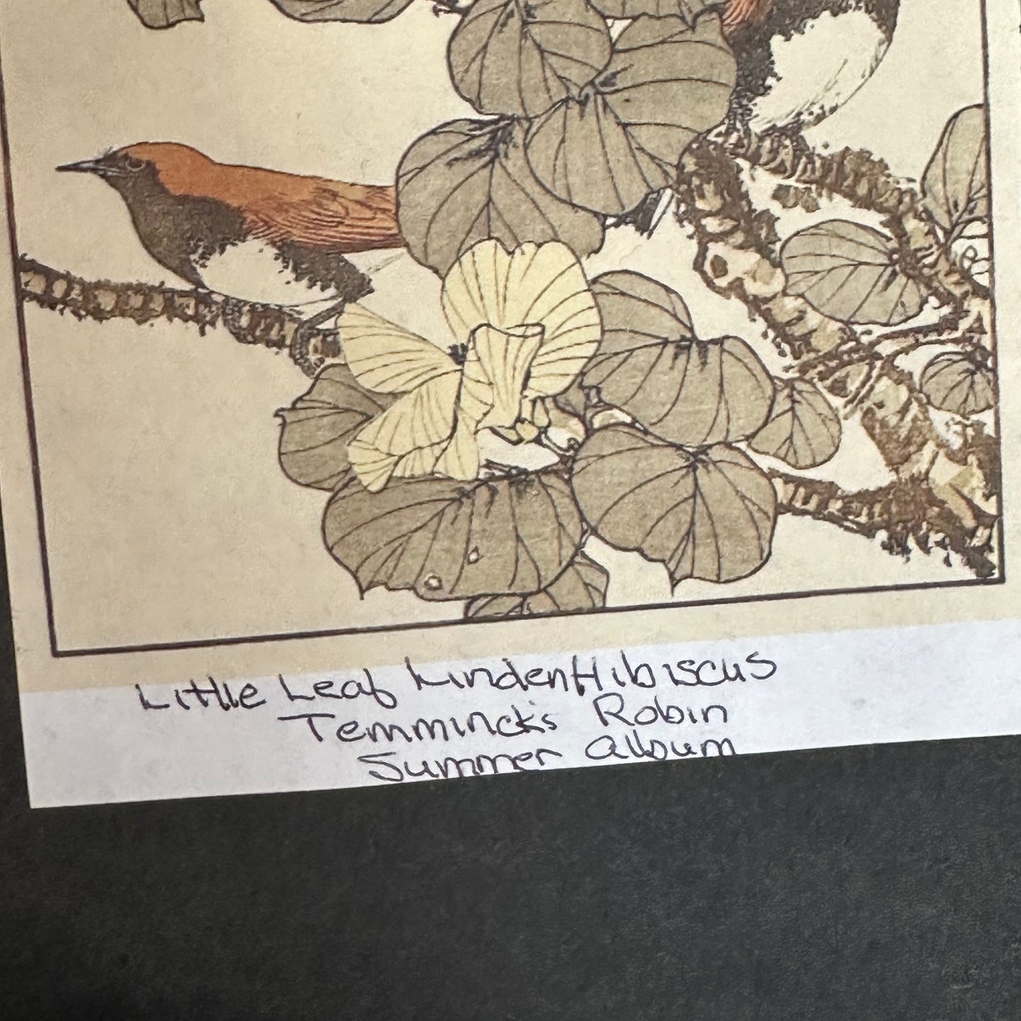 Original Japanese Woodblock Print: By Imao Keinen 1891 Robin & Hibiscus Framed 15x20"