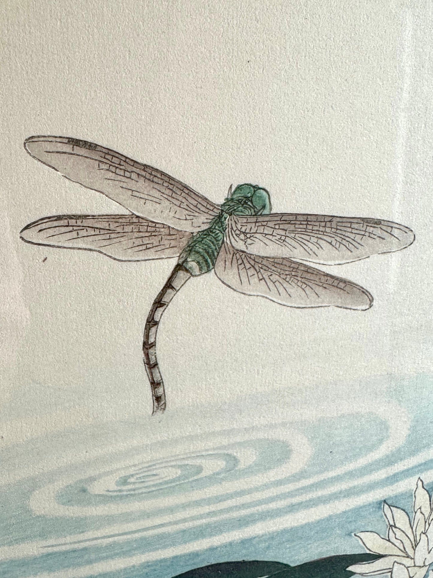 Original Print by Takahashi Biho c1900: Dragonfly & Lotus Framed 14" LS#034