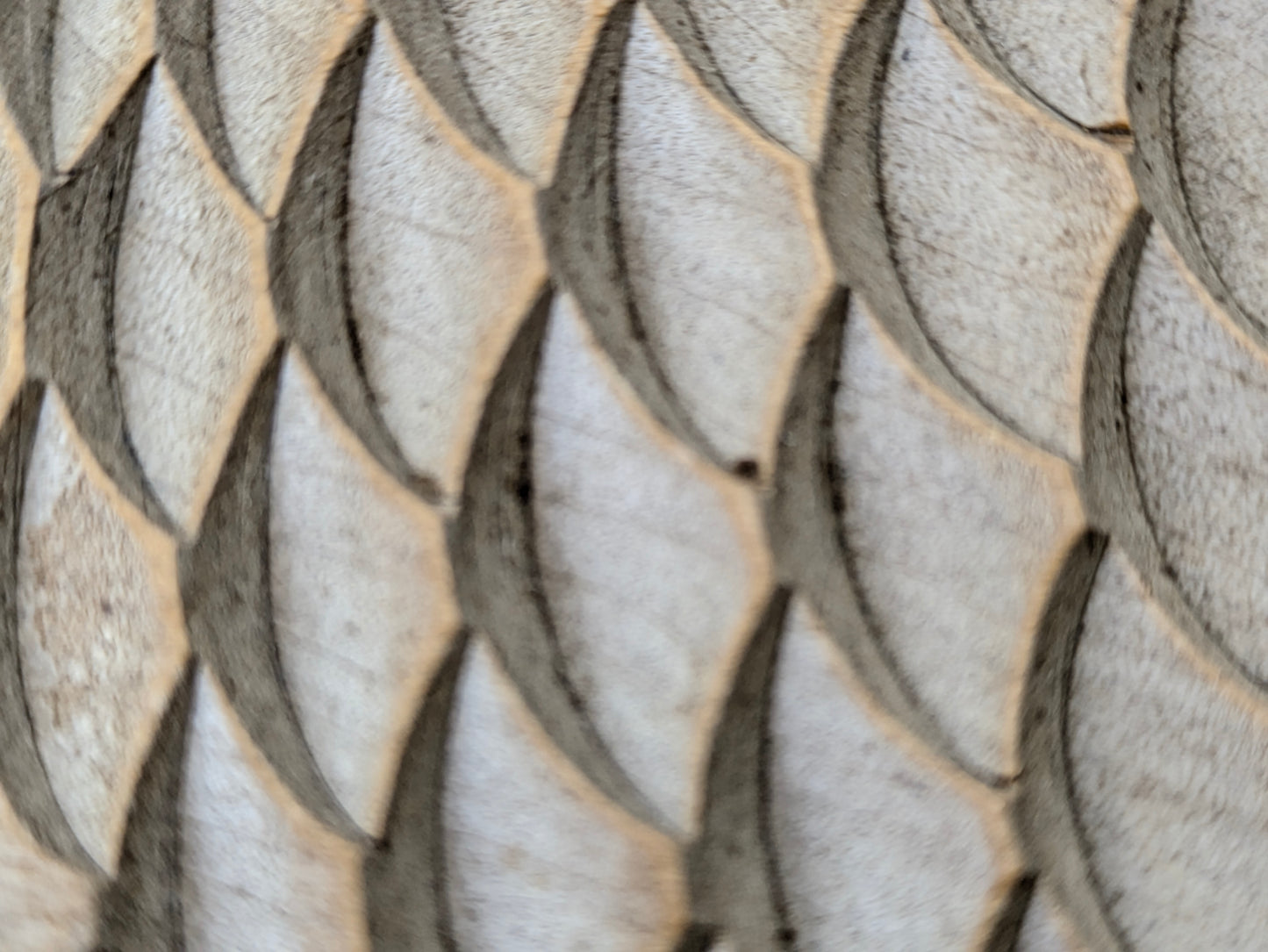 Antique Japanese Kashigata Confection Mold – Tai Fish Motif Large  – 19th C. Hand Carved Wood